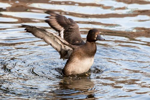 duck water wing