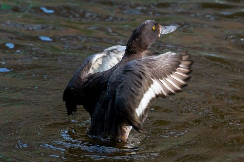 duck water wing