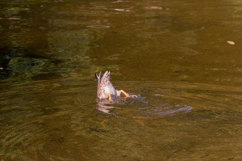 duck water animal