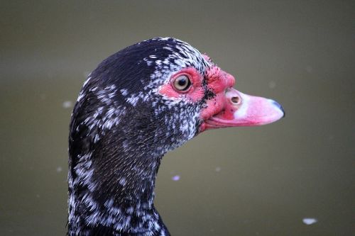 duck waterfowl hair