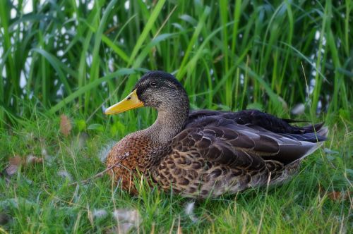 duck grass feather