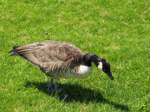 duck grass nature