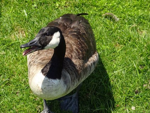 duck grass nature