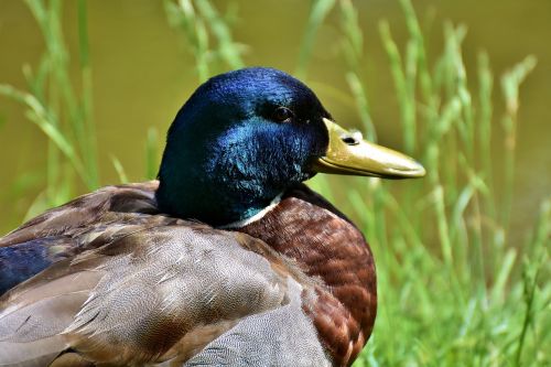 duck water bird drake