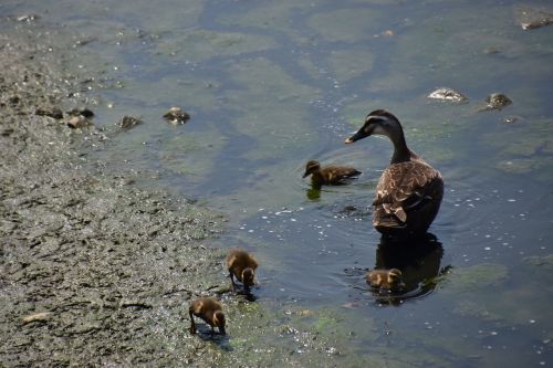 duck river migratory birds