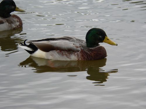 duck animal nature