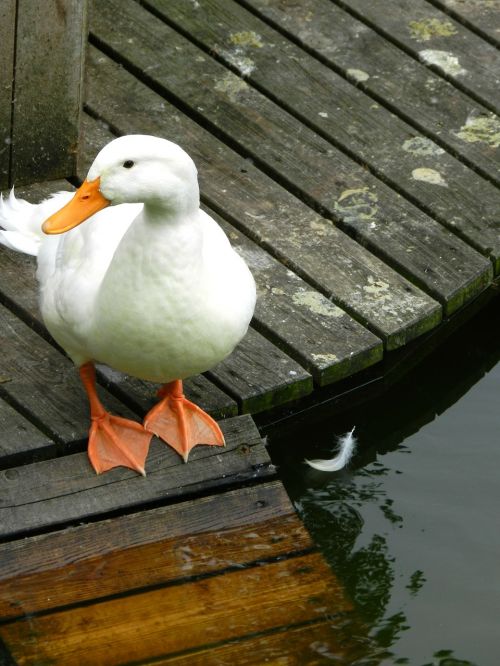 duck pond nature