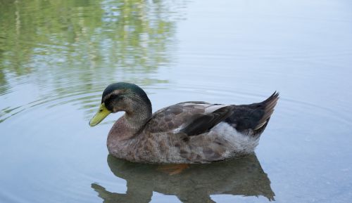 duck waterfowl pond