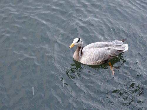 duck mallard duck pond