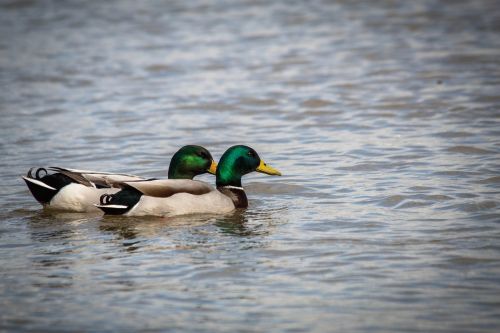 duck teal bird