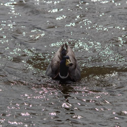 duck teal bird