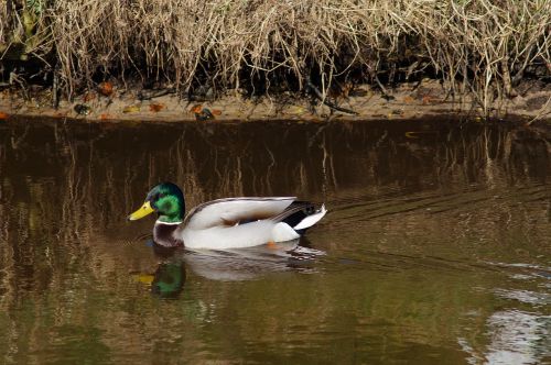 duck drake water