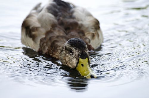 duck water swim