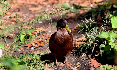 duck brown wildlife