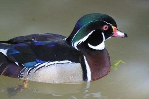 duck plumage water