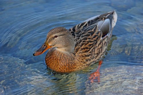 duck nature lake