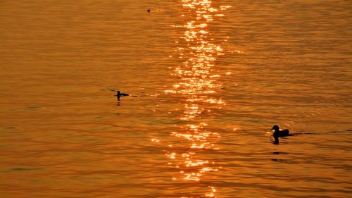 duck lake sunset
