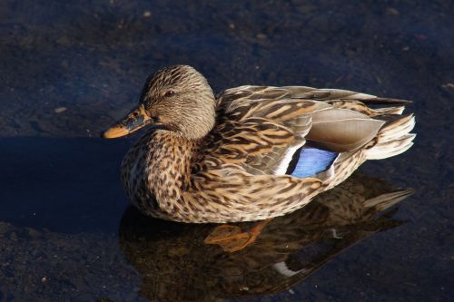 duck pond wading