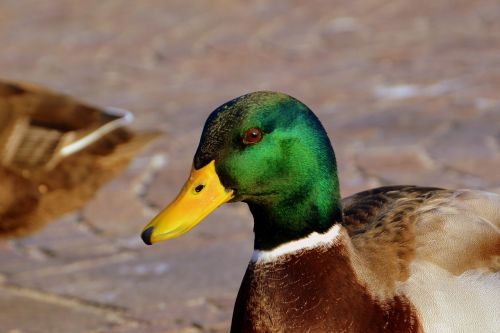 duck beak animal