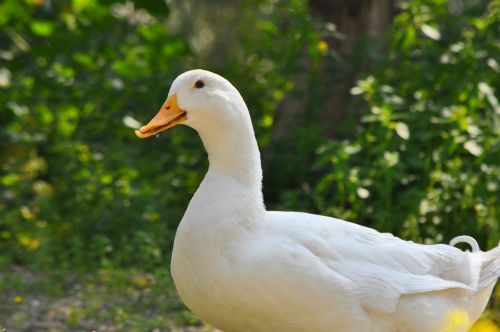 duck white duck goose