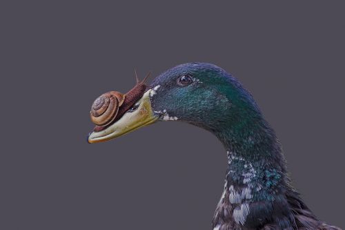 duck snail funny