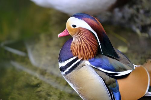 duck mandarin ducks mandarin duck