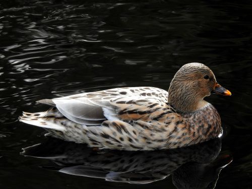 duck pond water bird