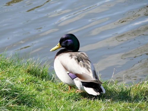 duck drake plumage