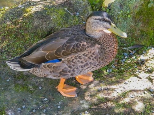 duck bird mallard