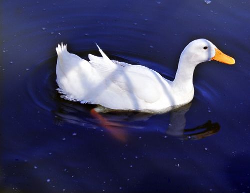 duck white water