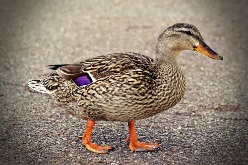 duck walking quack