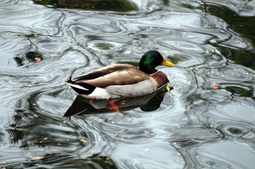 duck animal nature
