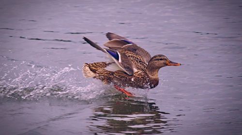 duck water birds