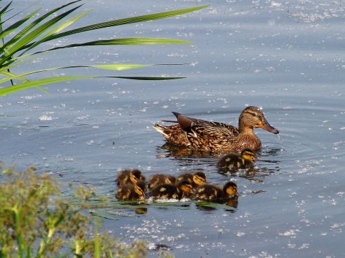 duck birds nature