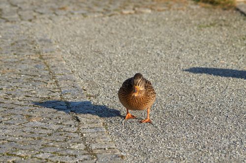 duck mallard bird