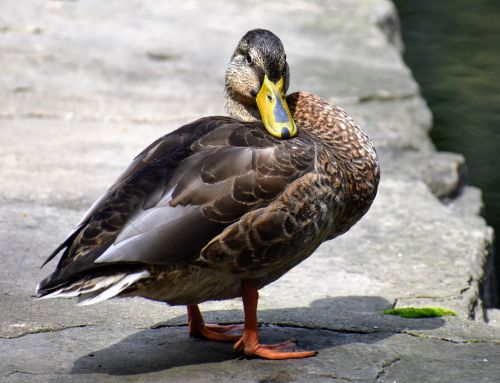 duck wildlife dam