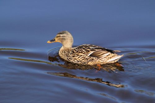 duck female elegant