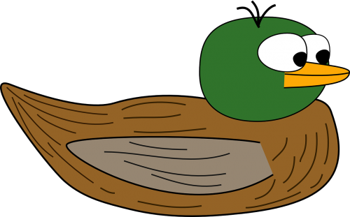 duck swim brown