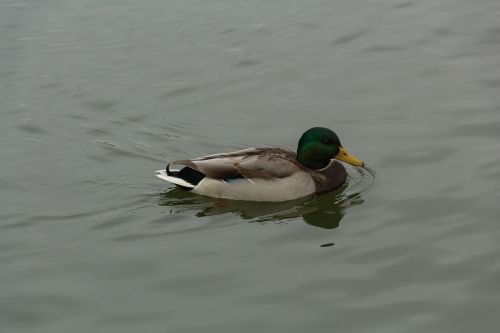 duck lake bird