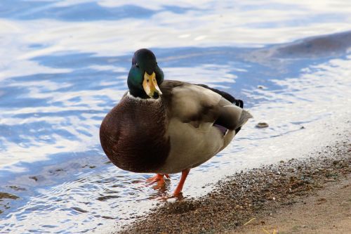 duck bird water