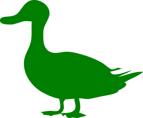 duck bird water