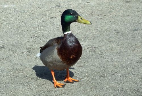 duck bird mallard
