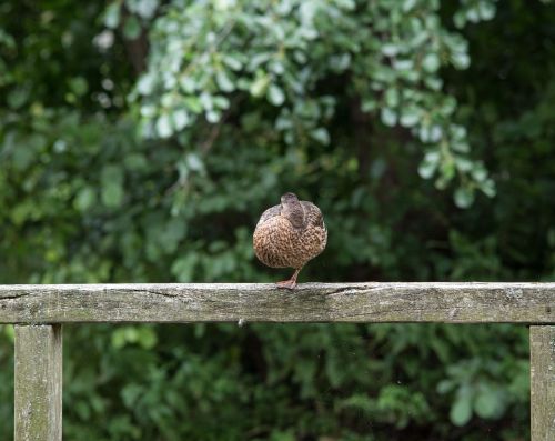 duck nature bird