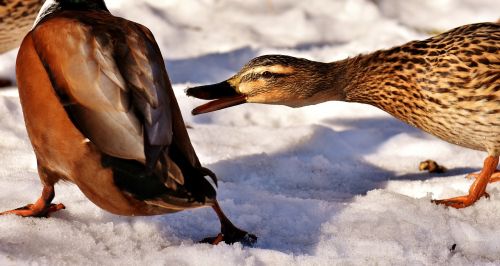 duck mallard snow