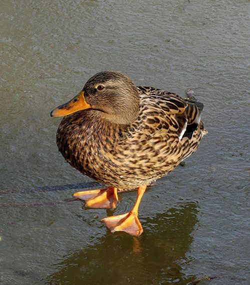 duck female ice