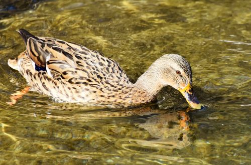 duck drake water bird