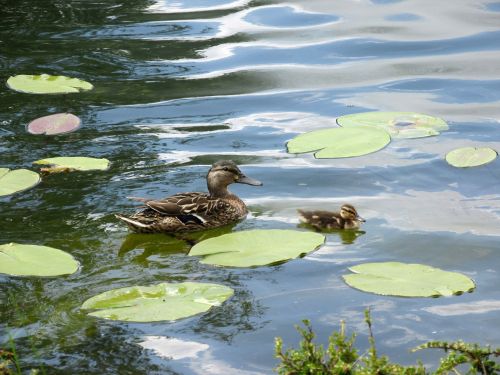 duck water pond