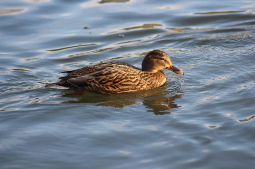 duck bird water