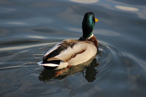 duck pool water
