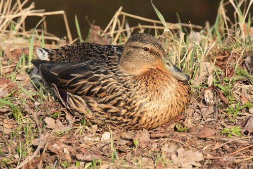 duck bird nature